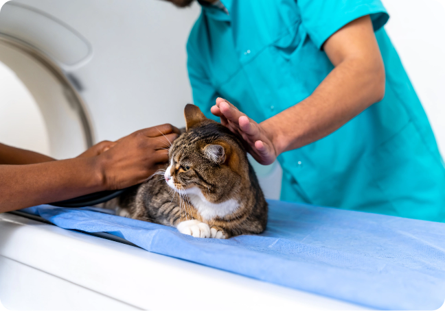 Por que realizar a tomografia na Climev?