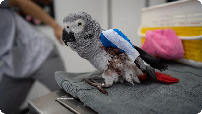 Também atendemos pets silvestres e exóticos