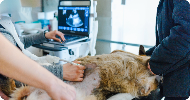 Por que tantos profissionais confiam na Climev?