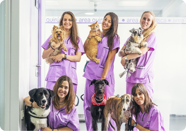 Construindo um ecossistema entre colegas veterinários